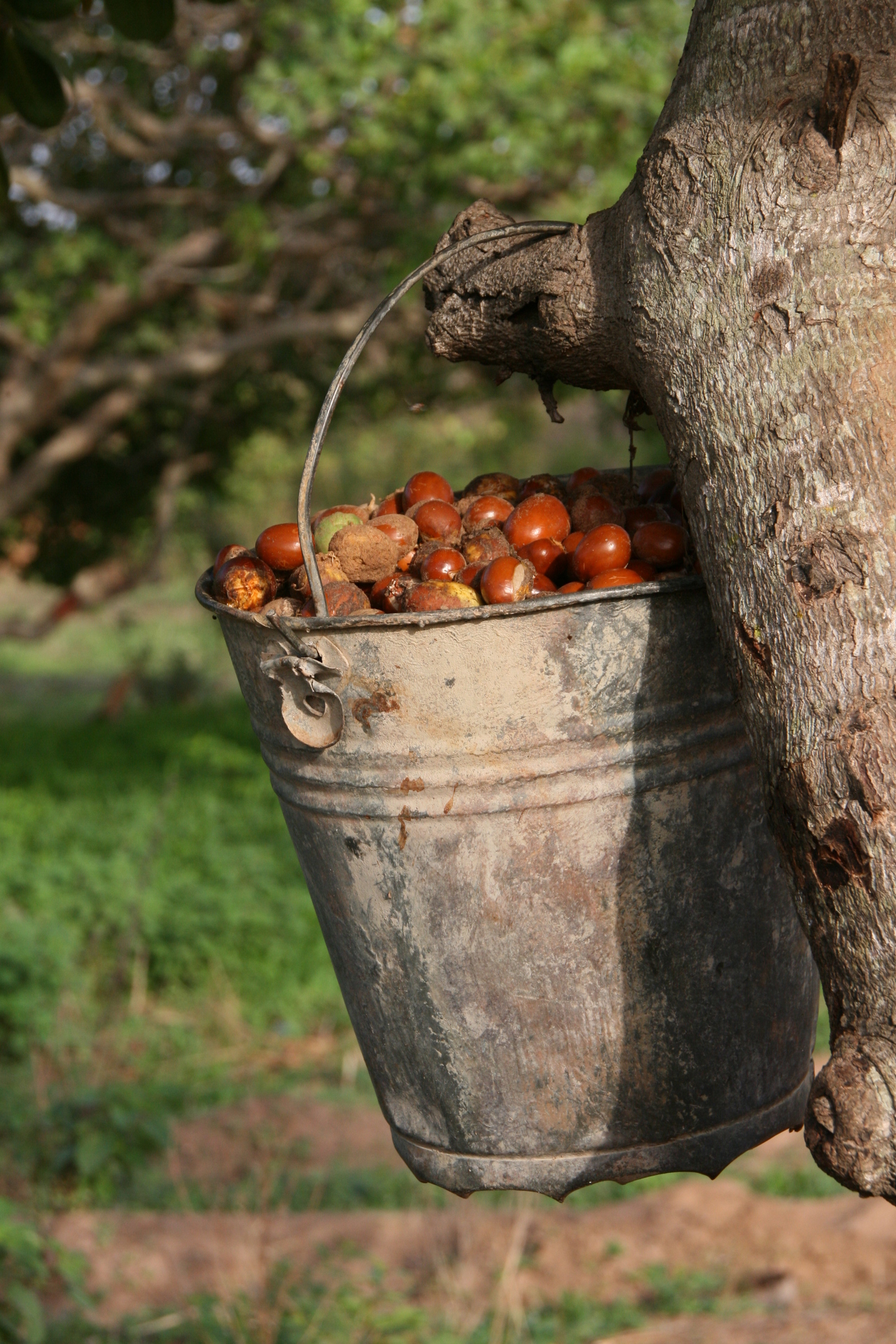 Bucket filled with shea kernels hanging in a tree.