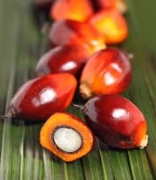 Der laves rød palmeolie af det yderste frugtkød, mens den hvide kerne presses til palmekerneolie.