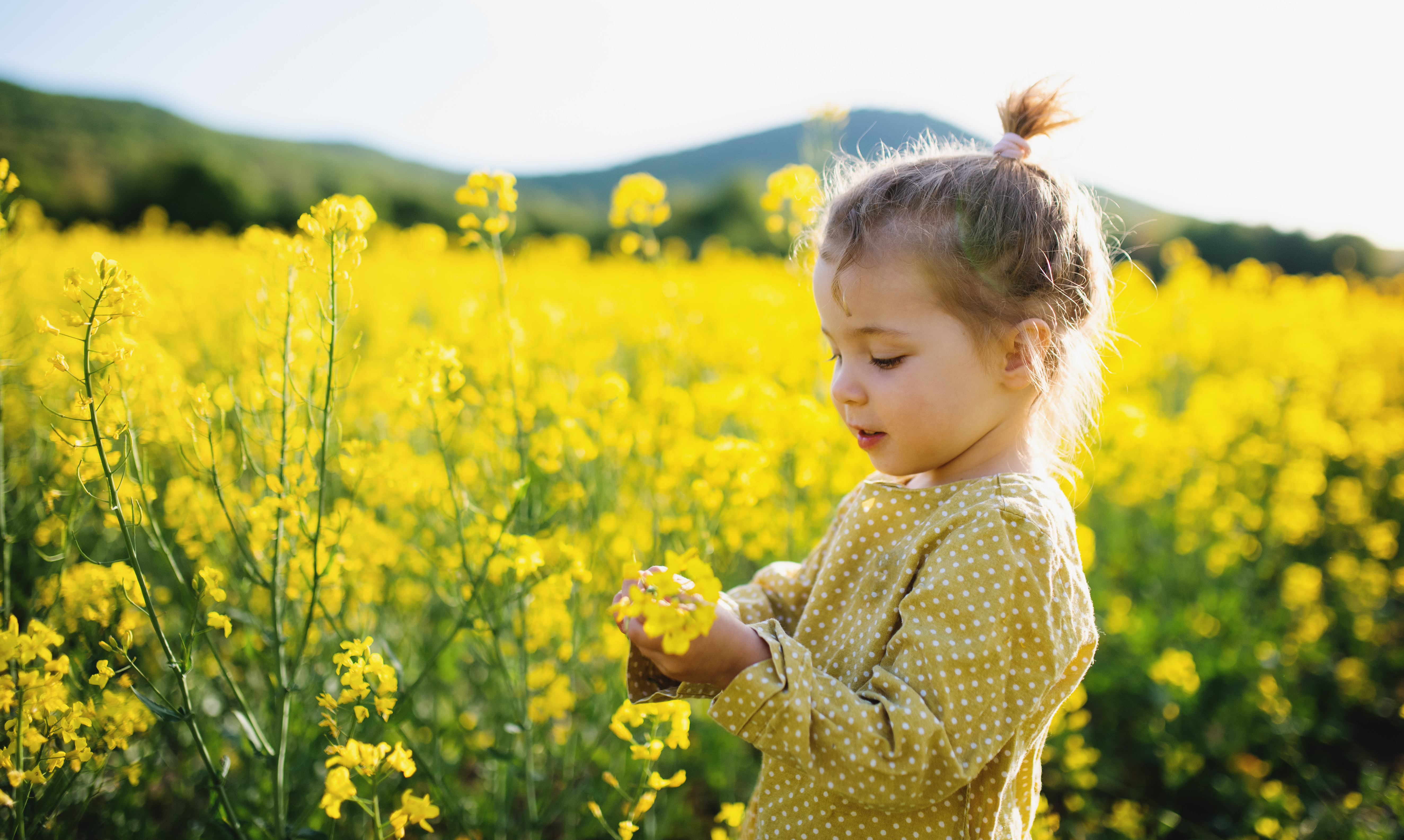 A small child in rapeseed field touching the yellow flowers.