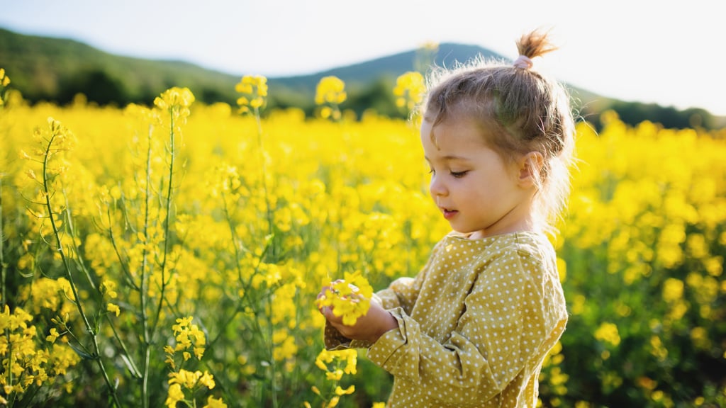 A small child in rapeseed field touching the yellow flowers.