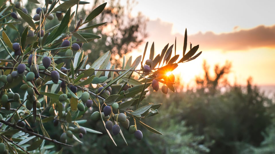 An olive tree branch with green and purple olives, backlit by a warm sunset.