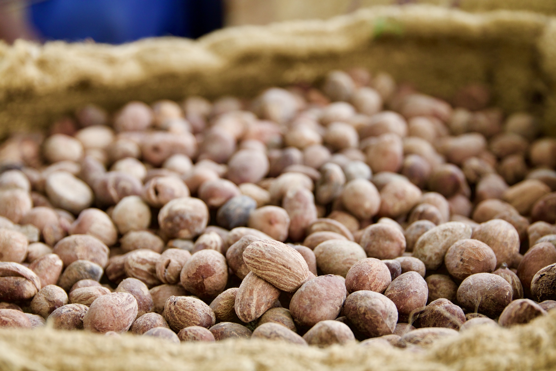A pile of shea kernels in a burlap sack