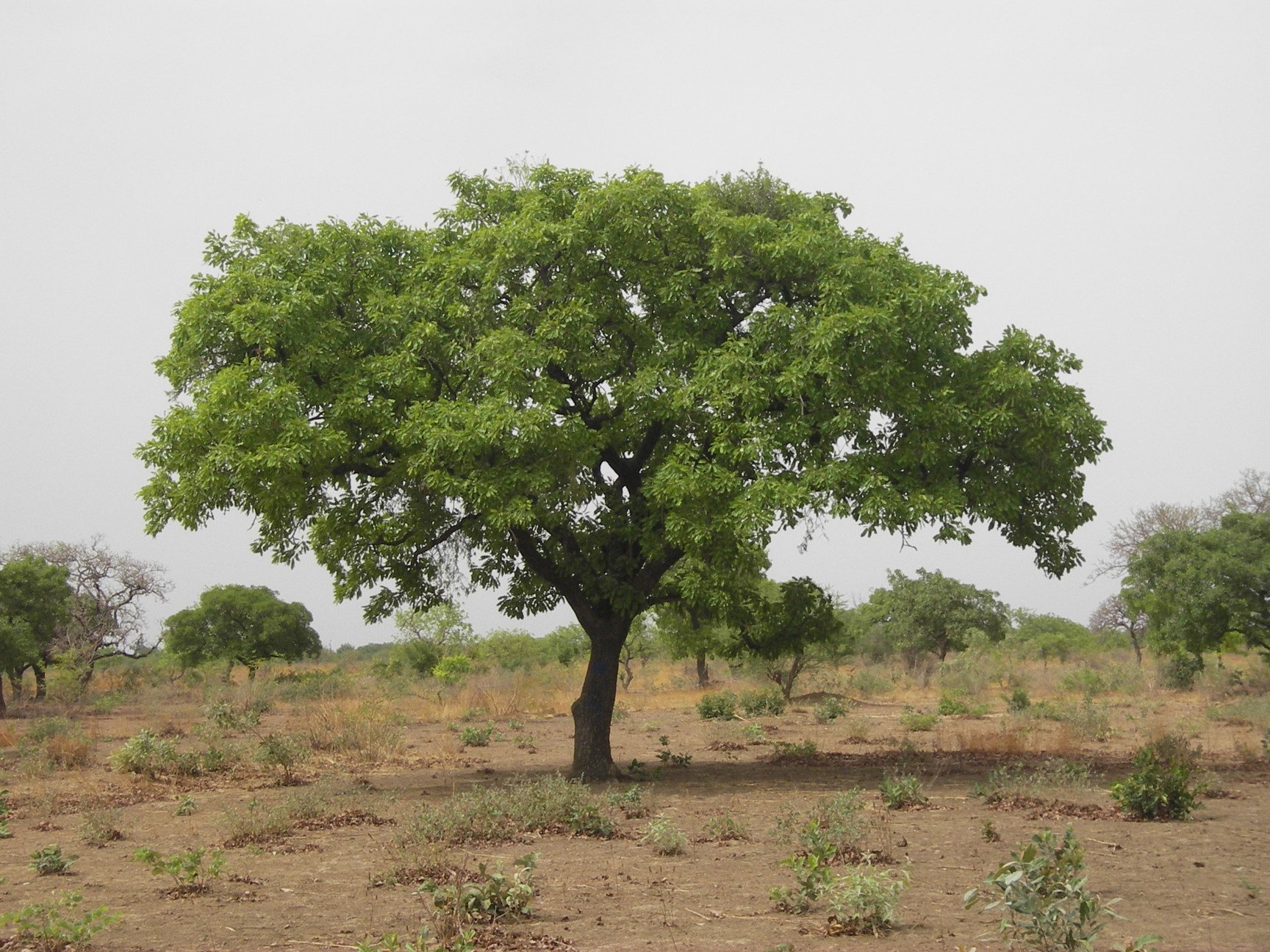 A shea tree with a broad green canopy in a dry, open landscape under an overcast sky.