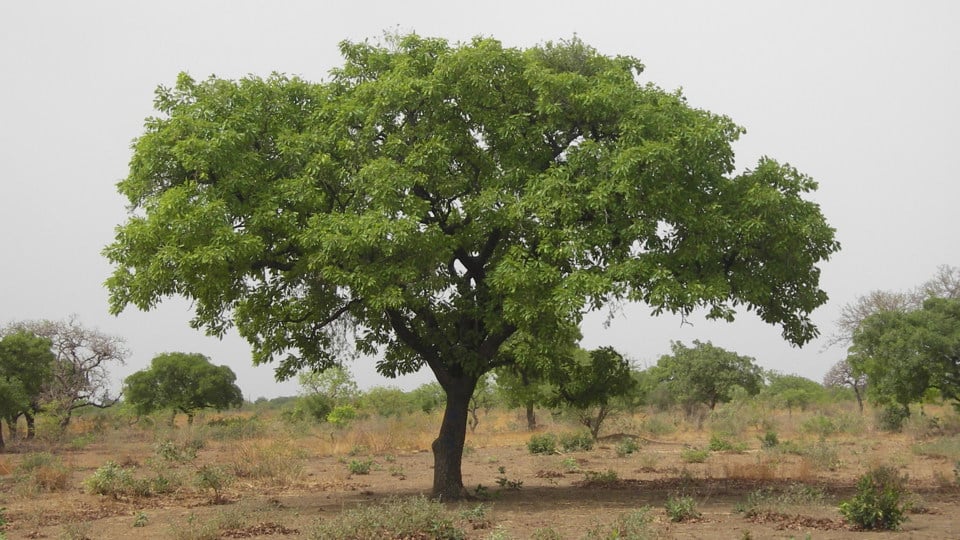 A shea tree with a broad green canopy in a dry, open landscape under an overcast sky.