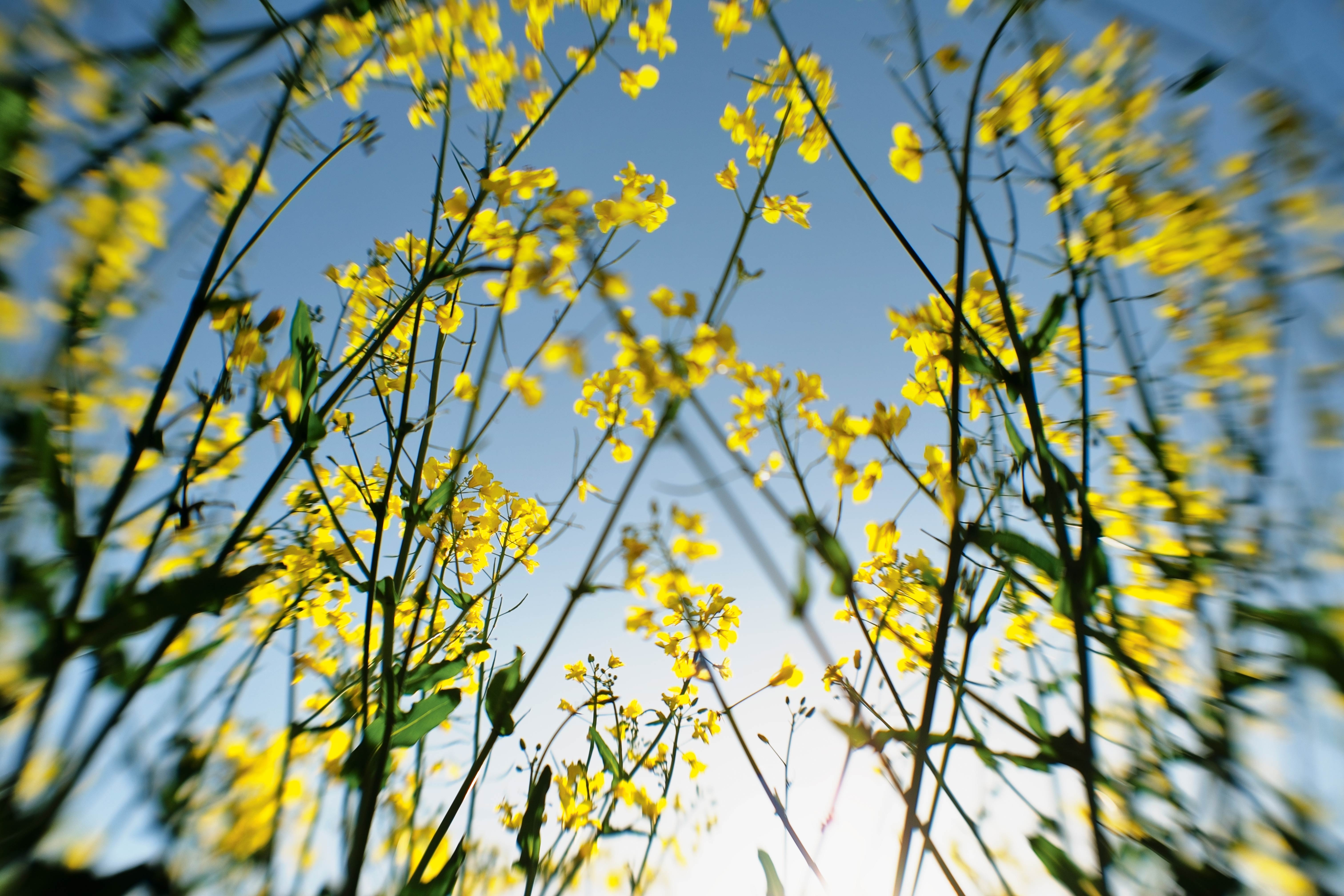 Rapeseed flowers on tall stems against a clear blue sky, viewed from below.