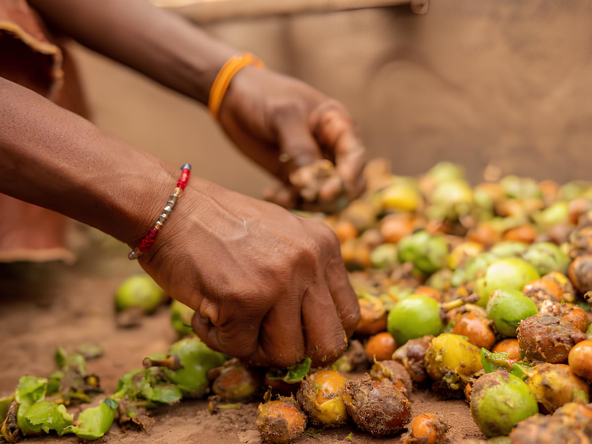 Close-up of hands picking colorful shea kernels from the ground.
