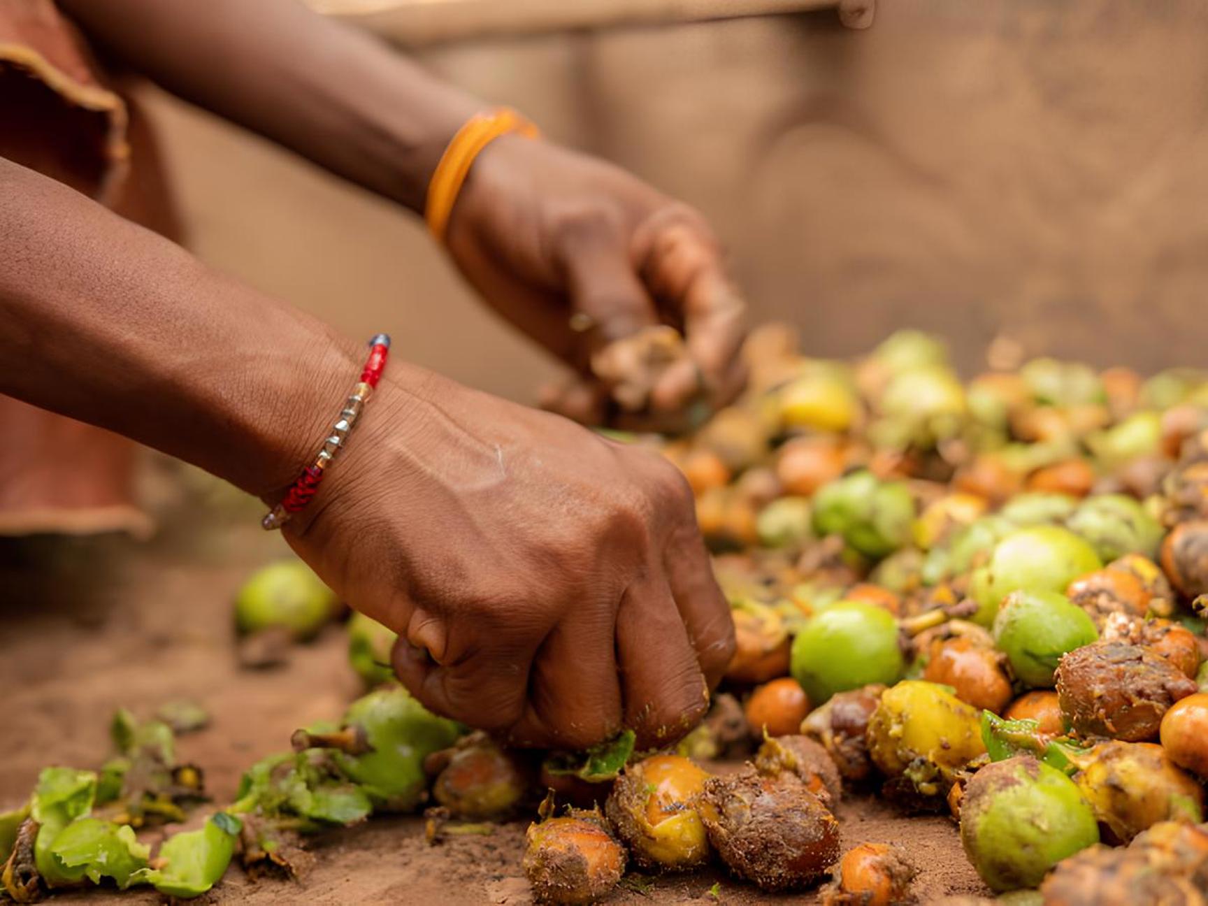 Close-up of hands picking colorful shea kernels from the ground.