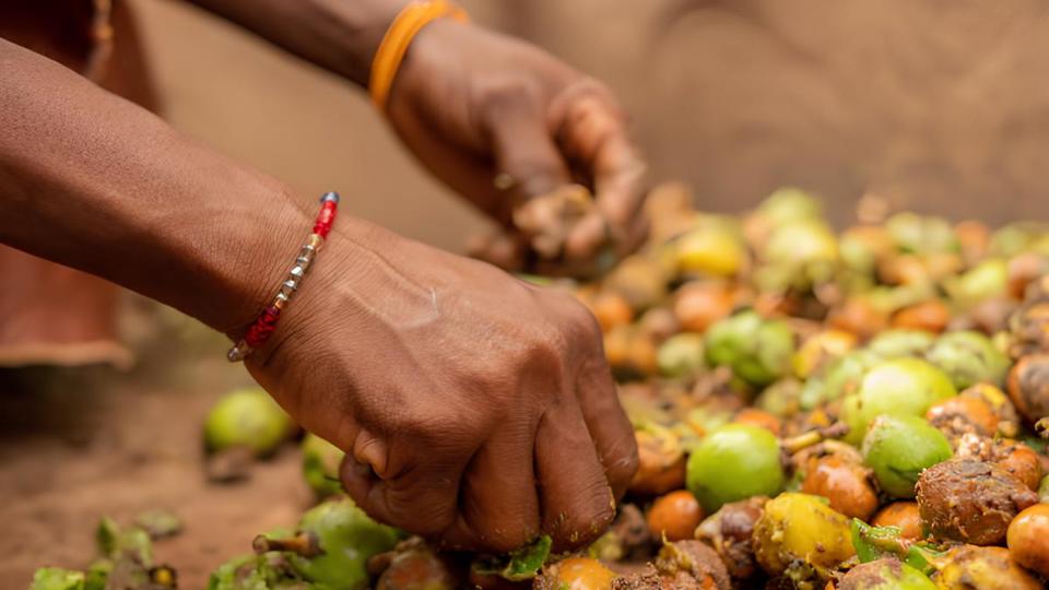 Close-up of hands picking colorful shea kernels from the ground.