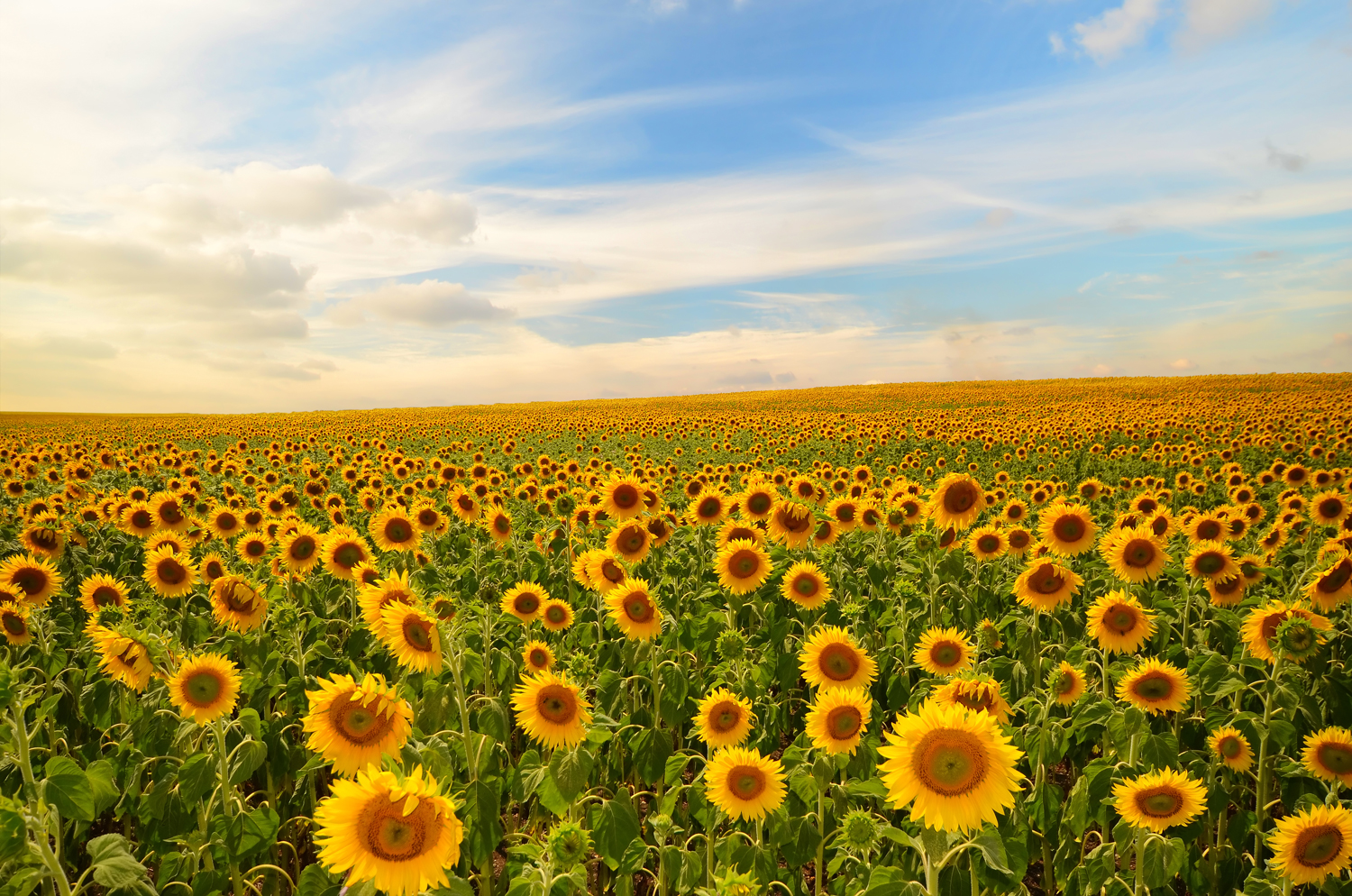 A field of sunflowers with a blue and partly cloudy sky.