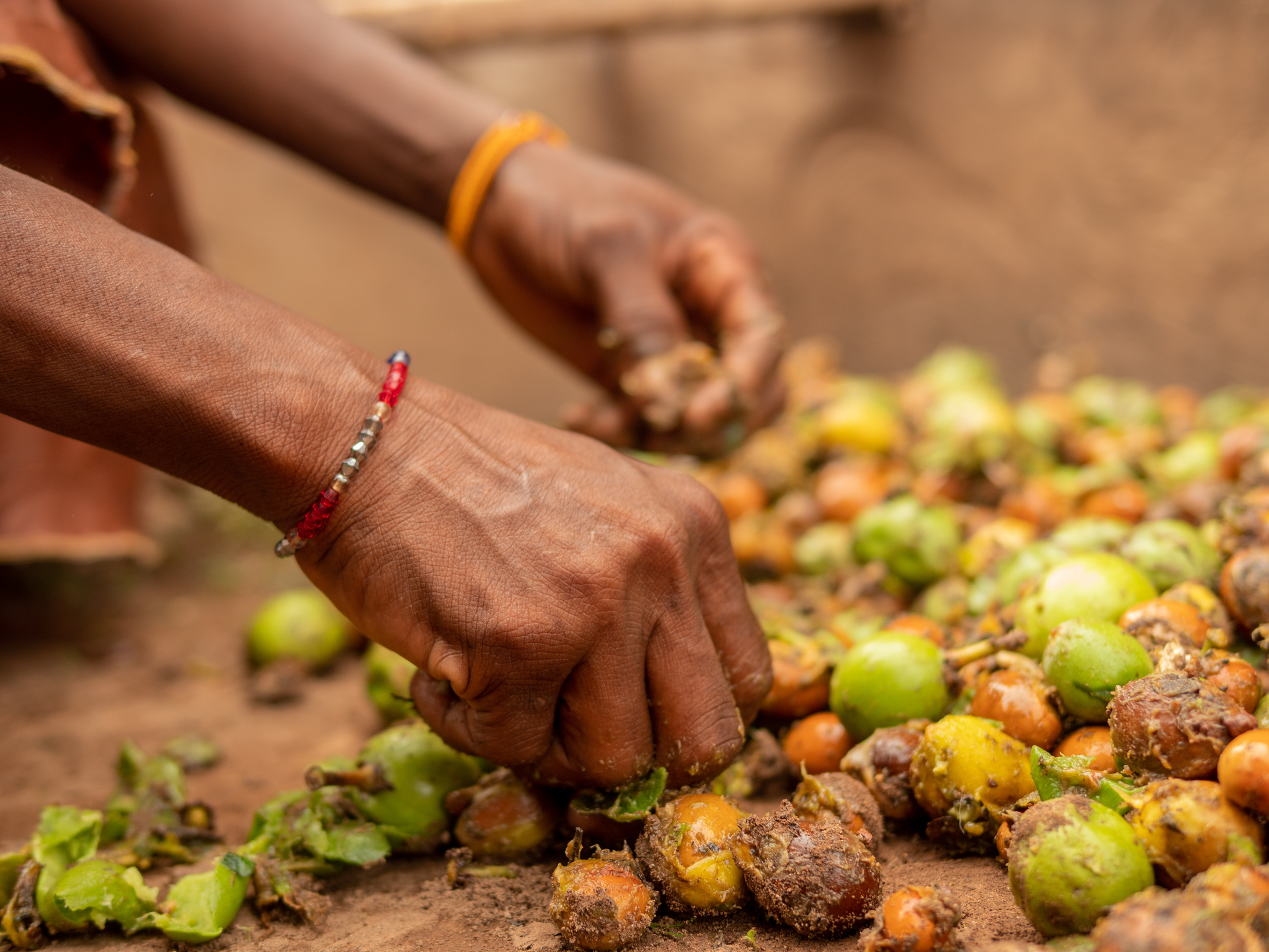 Hands sorting freshly harvested shea fruit spread out on the ground.