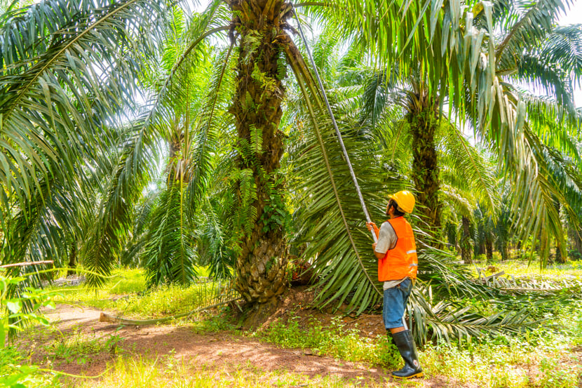 A farmer works to source palm oil from a palm tree