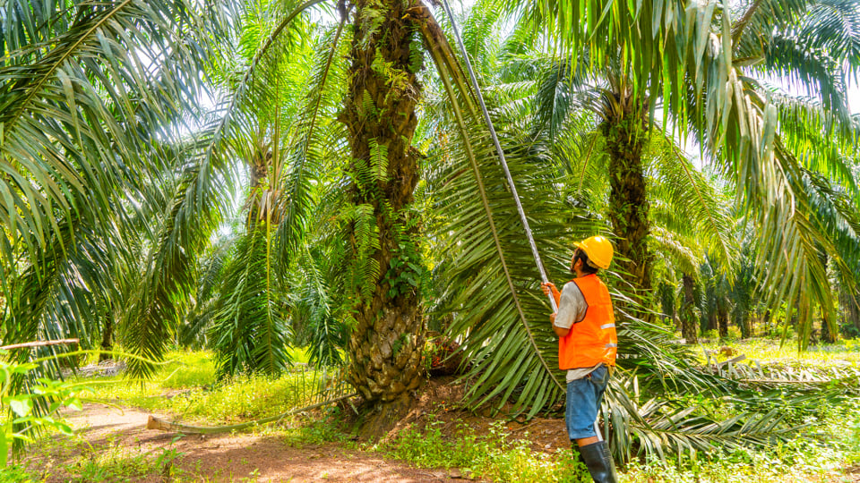 A farmer works to source palm oil from a palm tree